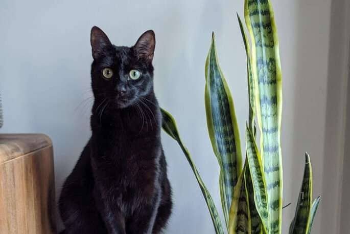 Poisonous snake plant