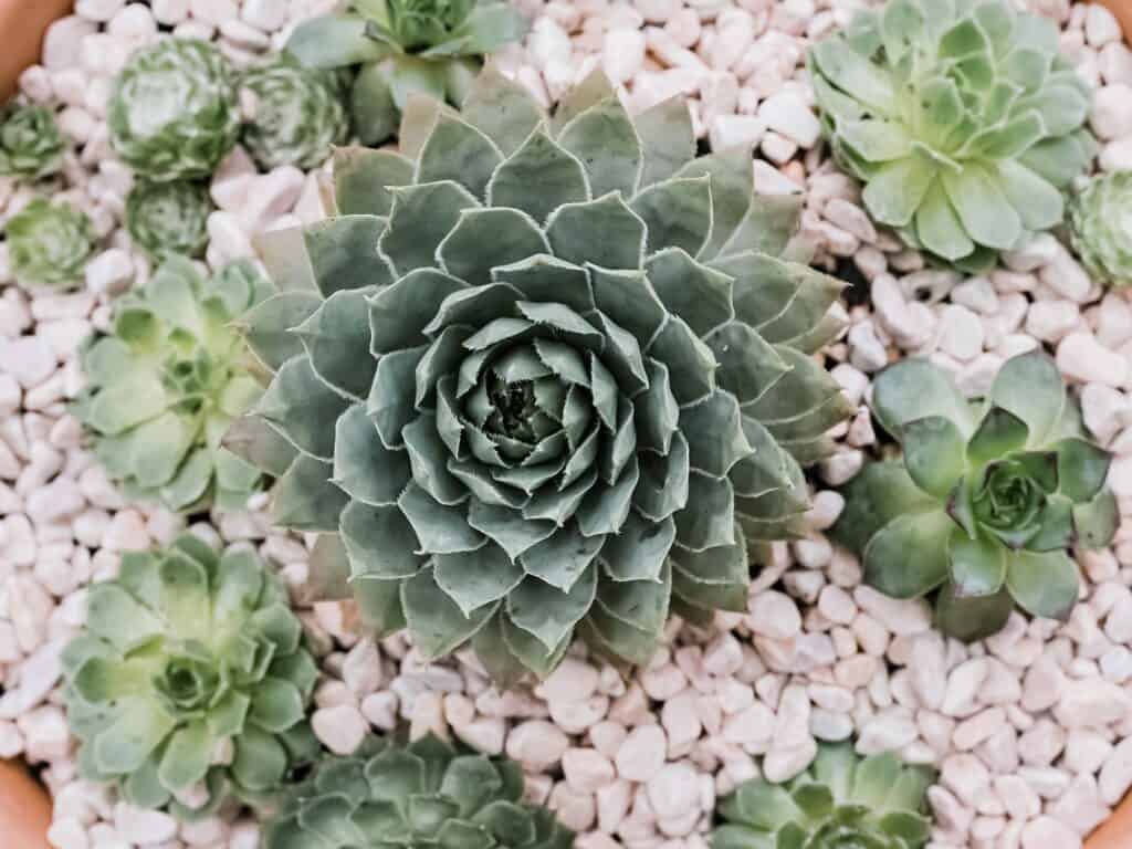 Succulents 4