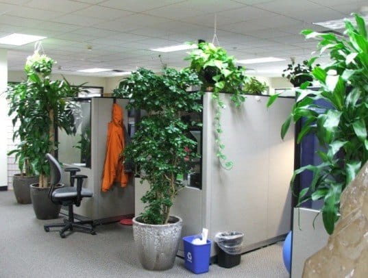 Desk plant