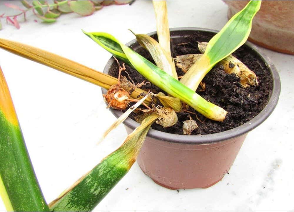 What Causes My Lovely Snake Plant Leaves To Turn Yellow? Get To Know The 4 Terrifying Main Reasons Here! (2021)