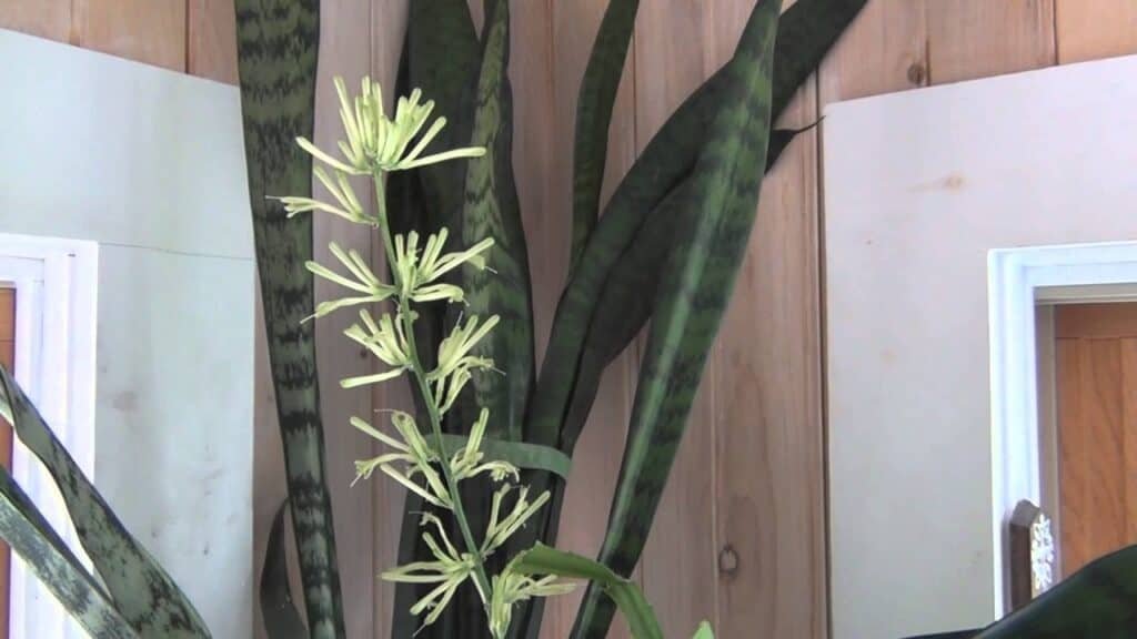 Sansevieria trifasciata 2