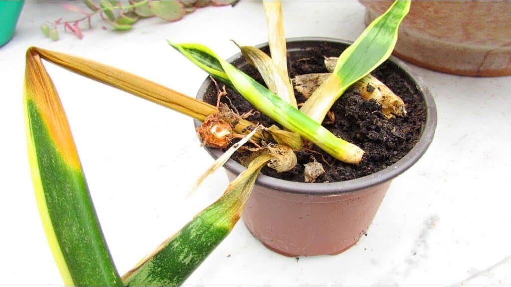 Wilting snake plant