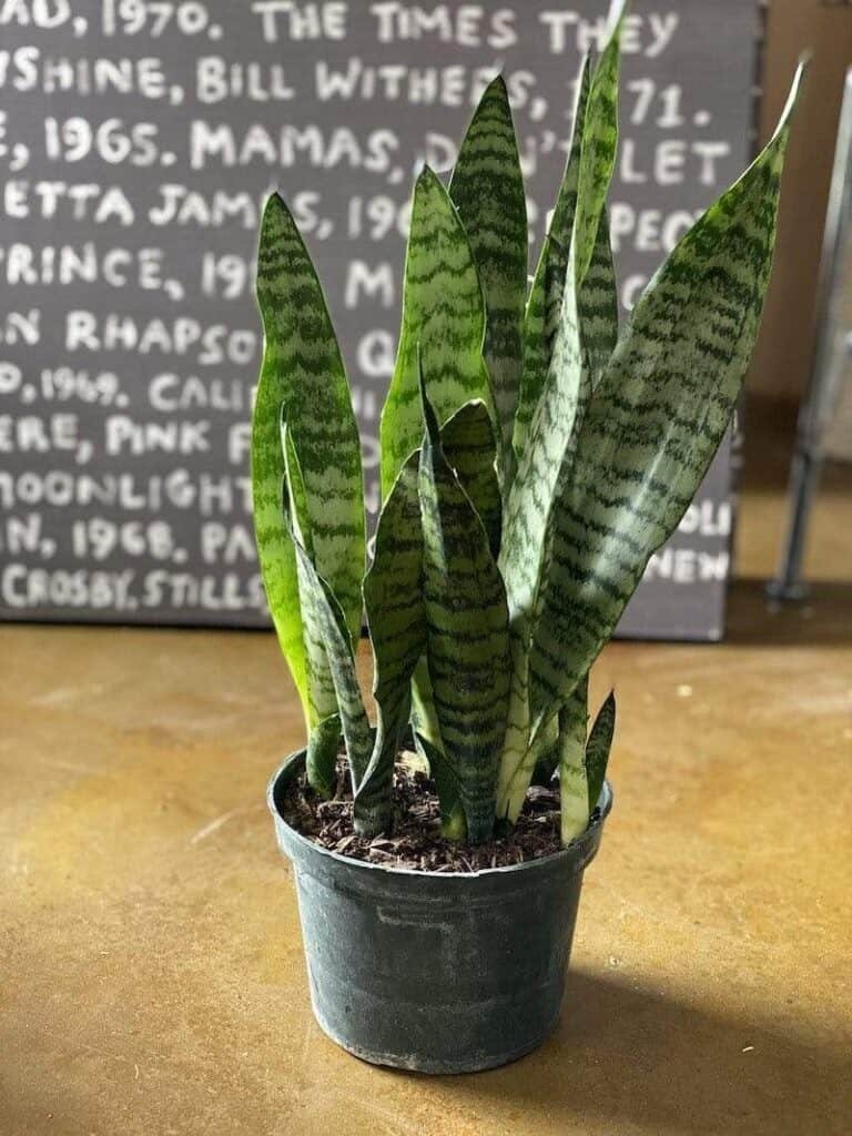 Care sansevieria zeylanica