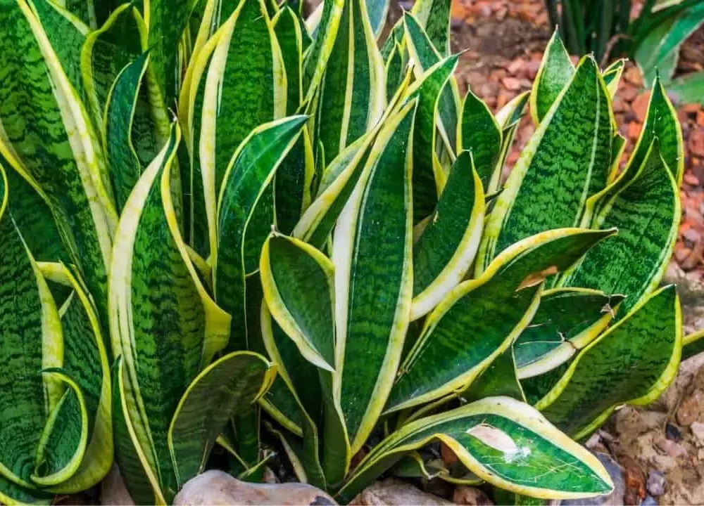 Learn About the Causes and Super Effective Fixes for Wrinkled Snake Plant Leaves Here! (2022)