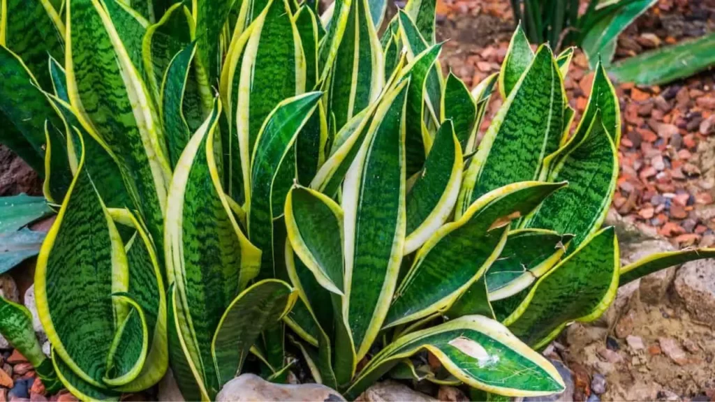 Wrinkled Snake Plant Leaves