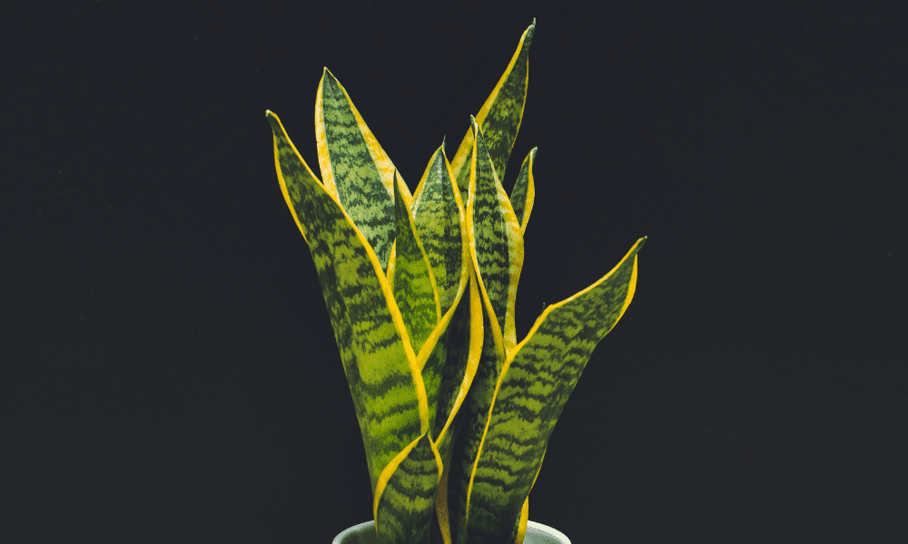What To Do If Snake Plant Grows Too Tall? Step Guide to Effective Method For Stunt The Growth and Snake Plant Care Guide (2021)