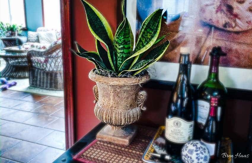Inspiring Guides To Protect Your Snake Plant in Winter! (2021)