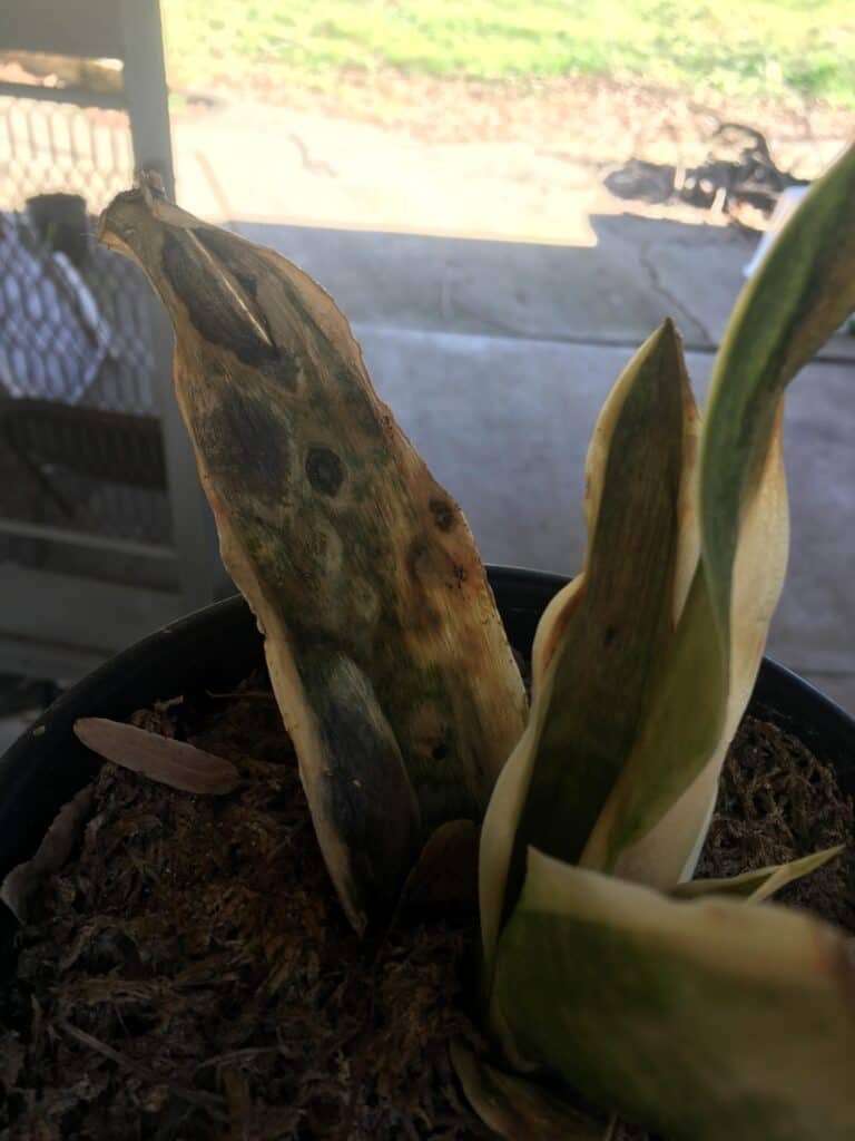 Snake plant leaves