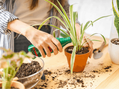 Fertilizer for indoor plants