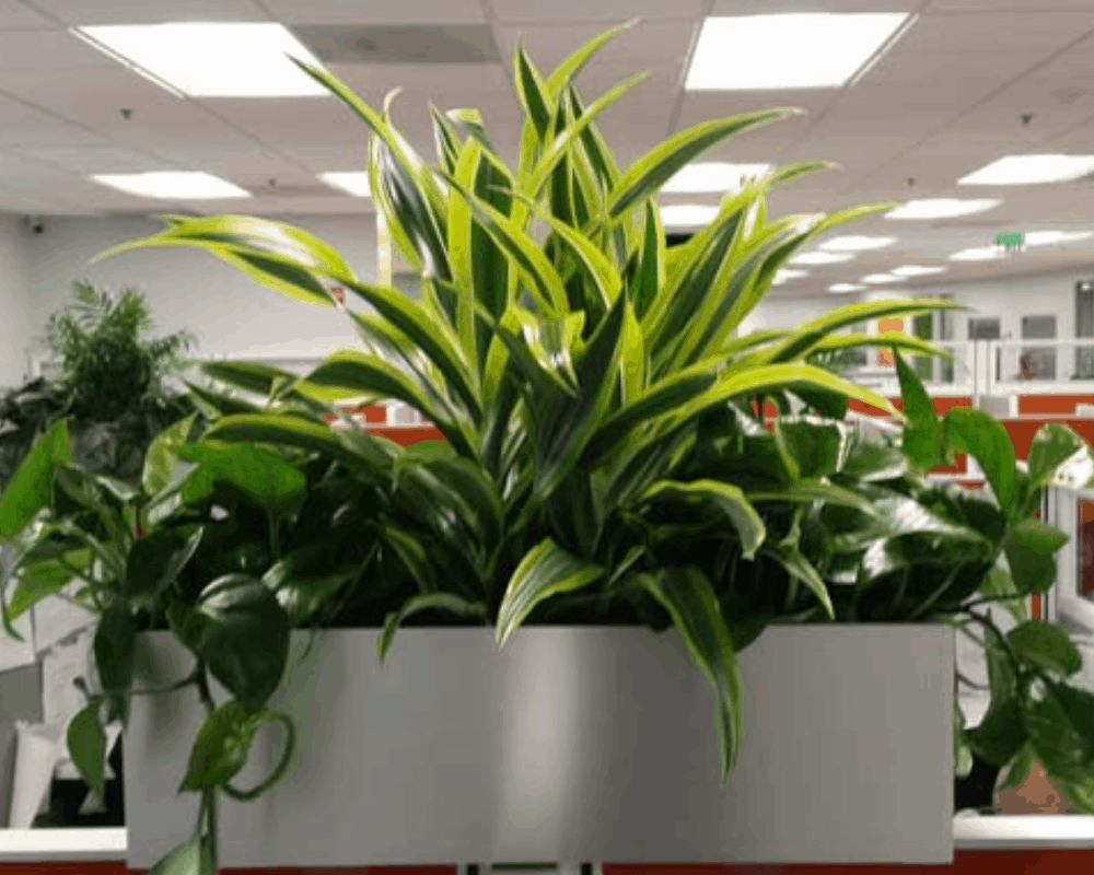 The Best Box Planter For Houseplant On Amazon (2021)