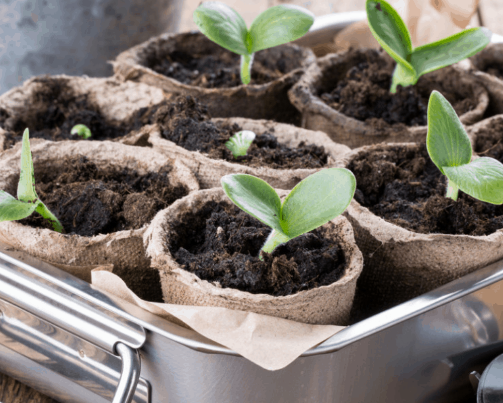 best seedling pots