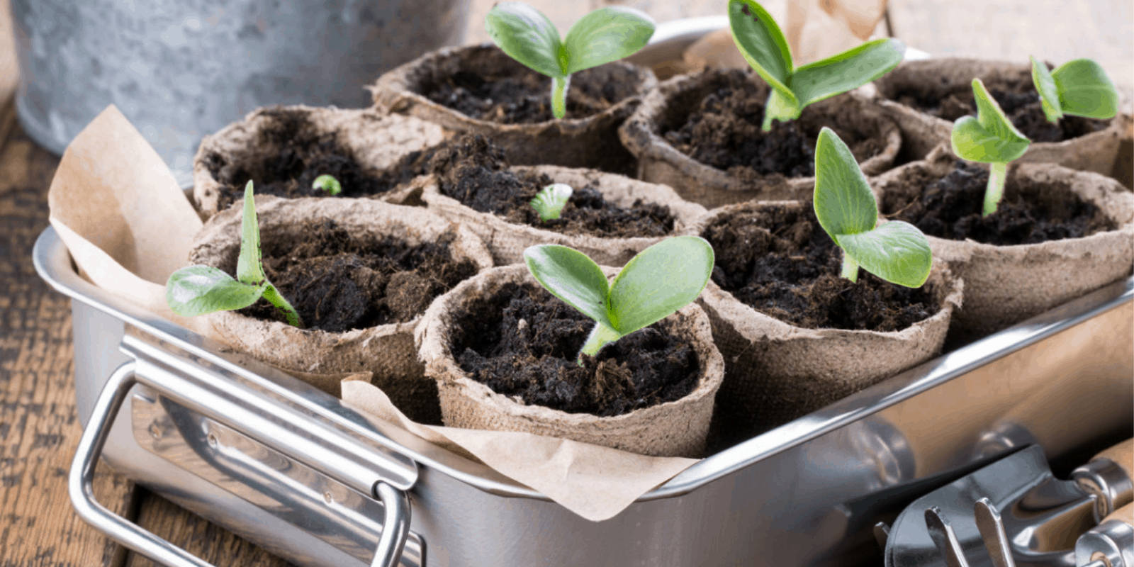 Best seedling pots
