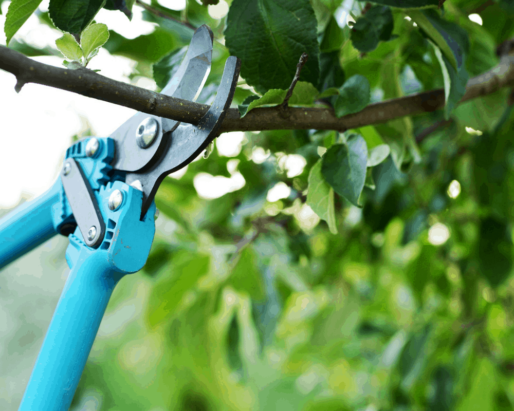 The Best Pruning Shears On Amazon (2021)