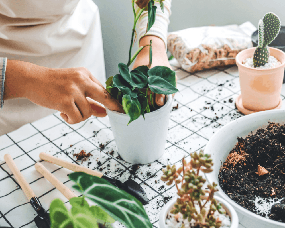 best potting soil for indoor plants
