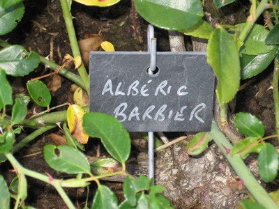 Plant labels