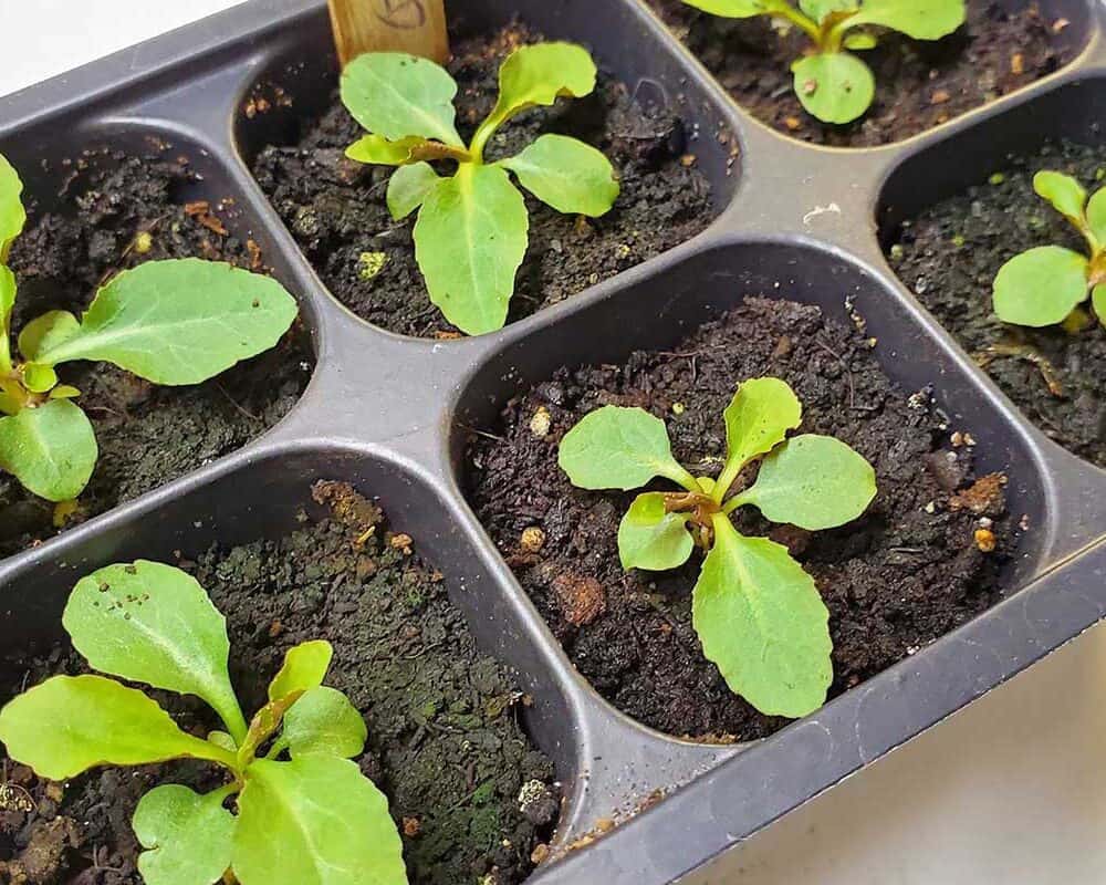 5 Best Seed Starting Trays Worth To Buy on Amazon!
