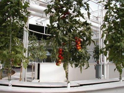 Aerospring hydroponic indoor growing system