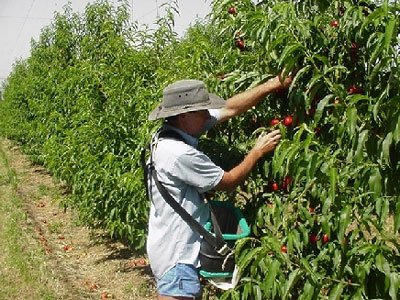 Fruit picker 1