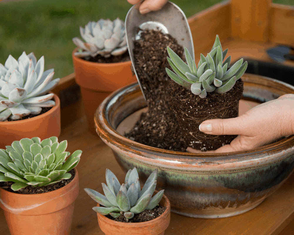 Reviews of 5 Best Pots for Succulents on Amazon