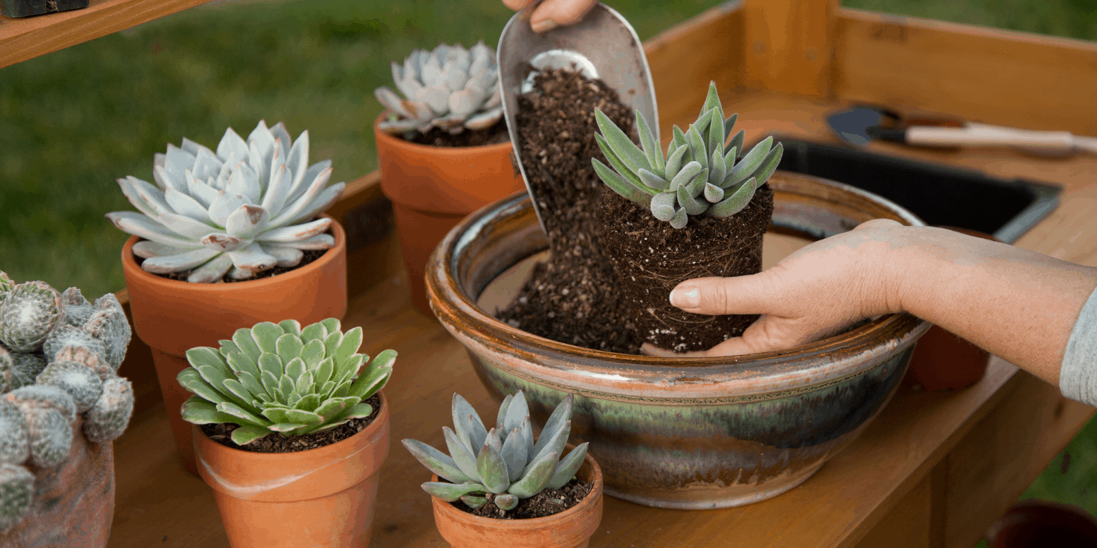 Pots for succulents 1