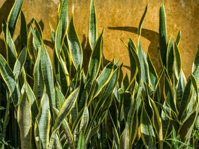 Amazing tips how to make snake plant growing straight correctly! (2022) 2 Snake plant growing straight