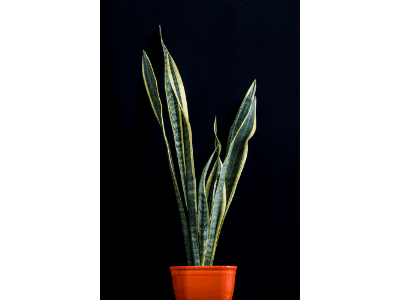 Amazing tips how to make snake plant growing straight correctly! (2022) 3 Snake plant growing straight