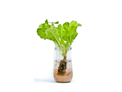 Best lettuce hydroponic growing system