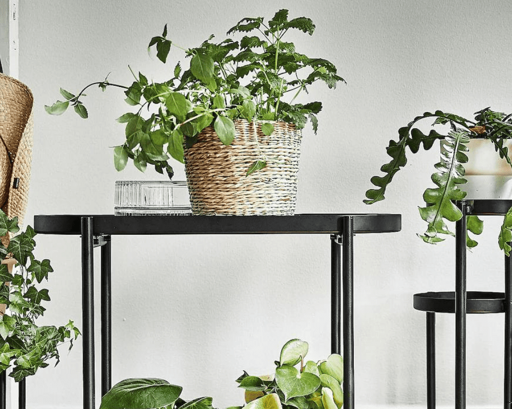 Best Plant Stand on Amazon – 3 Things to Consider Before Buying One