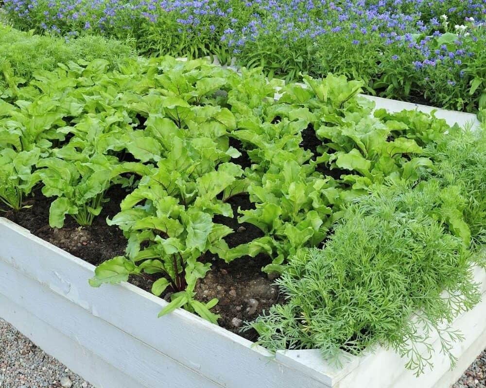 8 Raised Garden Bed Ideas – with 4 Recommendation to Start Your Raised Garden Bed!