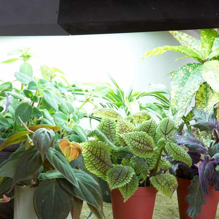 Best Grow Light on Amazon for Your Indoor Plants