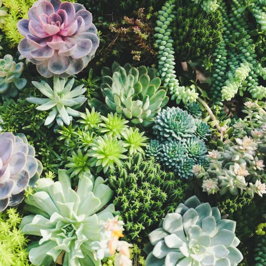 How to Plant Succulent – Best 3 Succulent Pot Recommendation on Amazon!