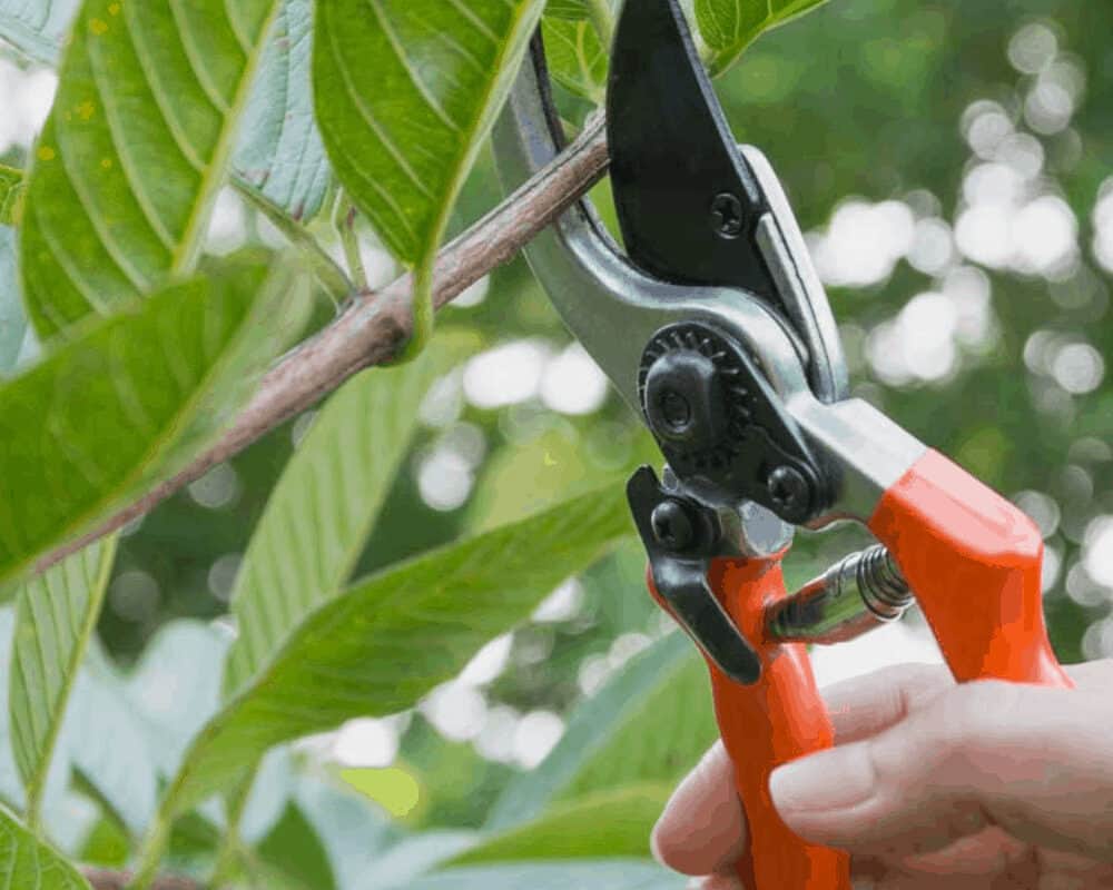 Best KOMOK Cordless Electric Pruning Shears Review: 3 Important Things To Know!