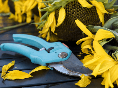 Best Pruners on Amazon: 4 Excellent Pruning Shears For Your Garden (2022)