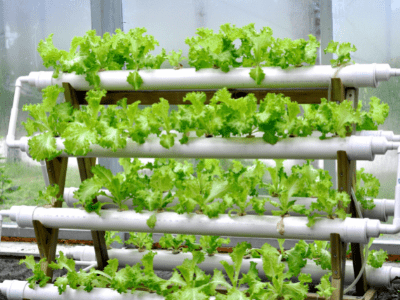 Building an indoor hydroponic 4