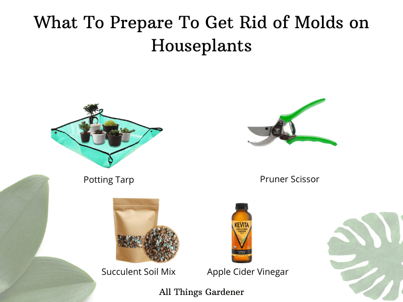 Mold from houseplant 1