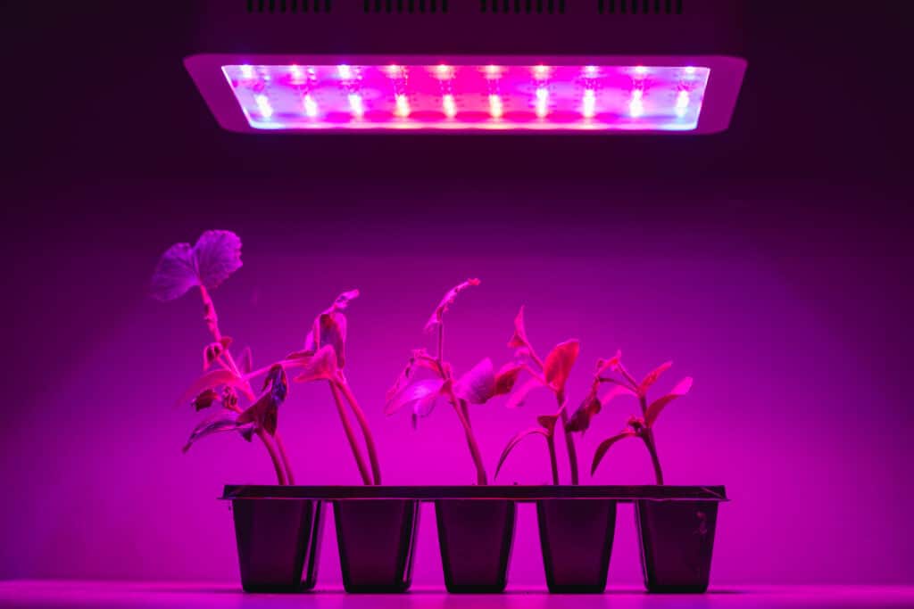 Items of grow lights for indoor gardening