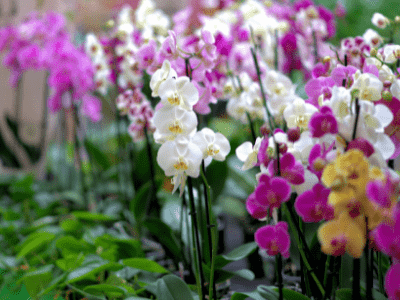 Are orchids poisonous to cats