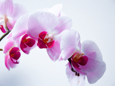 Are orchids poisonous to cats 1