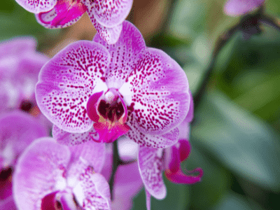 Are orchids poisonous to cats 3