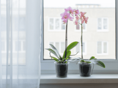 Are orchids poisonous to cats 4