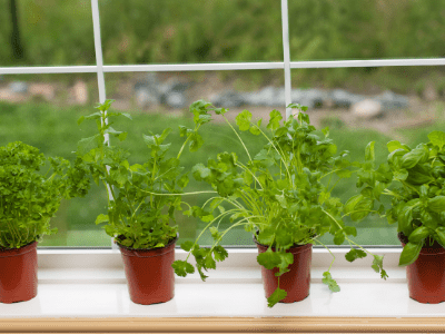 Indoor herb garden 2