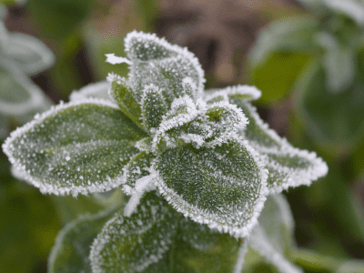 How to save a frozen snake plant 1