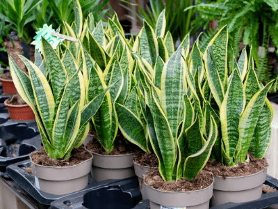 How to save a frozen snake plant 4