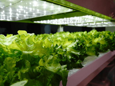 Best Indoor Hydroponic Grow System: Excellent Choice 2022