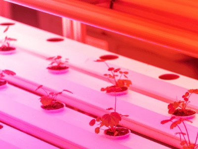 Indoor hydroponic grow system 4