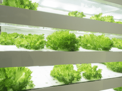 Indoor hydroponic grow system 3