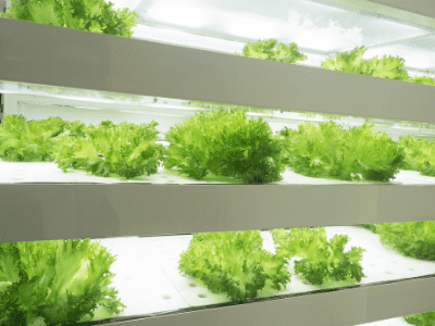 Indoor hydroponic grow system 4