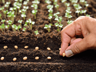 Do seed need light to germinate