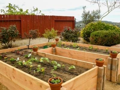 Raised garden bed vs in ground