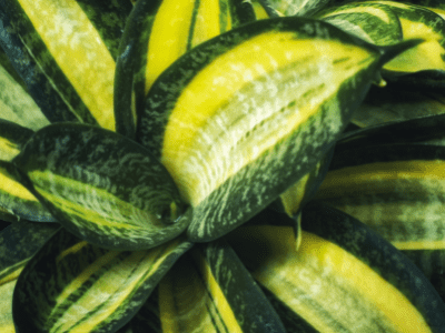 Mushy leaves on your snake plants